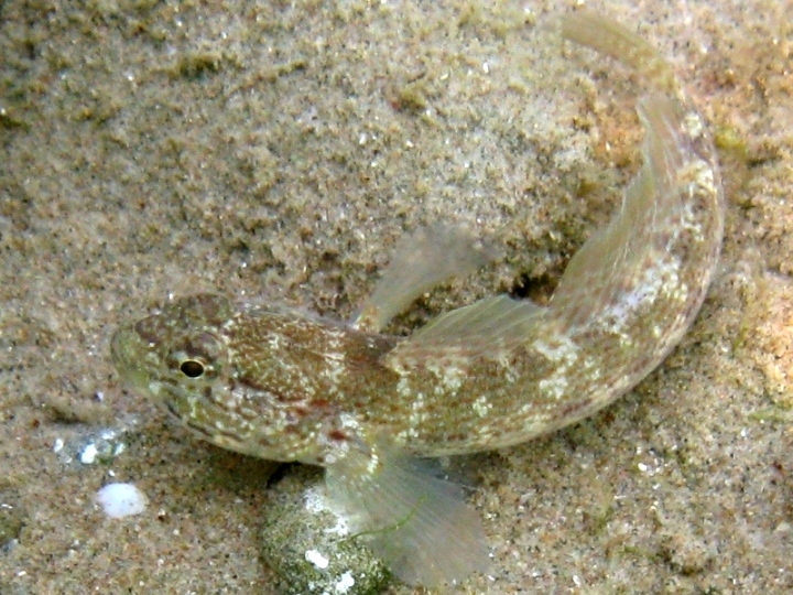 Primi sentori di Gobius bucchichi e Gobius incognitus ante 2016